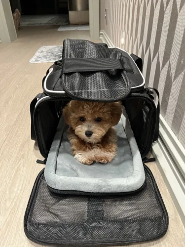 Pet Carry Backpack Soft-sided Portable Dog Carrier Bag Foldable Breathable Travel Airline Approved photo review